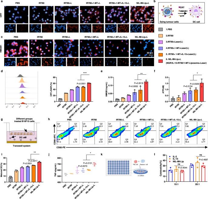 The properties of NIL-IM-Lip + L on the ICD effect, DC maturation and the killing effects of NK cells in vitro. (OA Literature)