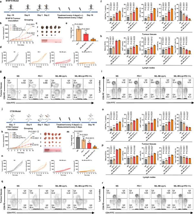 Amplified antitumour effects of NIL-IM-Lip + L and PD−1 mAb cotreatment in hot tumours (B16F10 model) and cold tumours (CT26 model). (OA Literature)