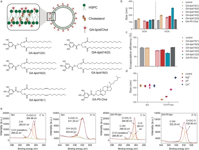 Schematic of protein-coated surface-galloylated liposomes. (OA Literature)
