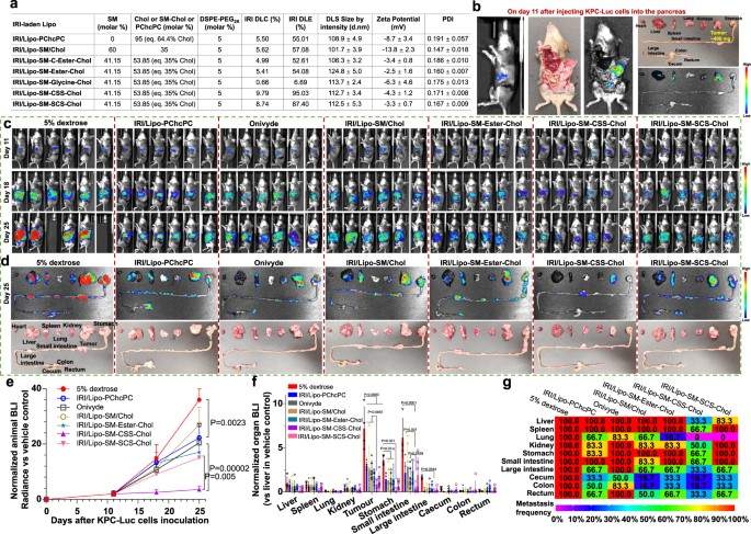 Lipo-SM-CSS-Chol enhanced the therapeutic effects of IRI in late-stage metastatic orthotopic KPC-Luc pancreatic ductal adenocarcinoma (PDAC). (OA Literature)