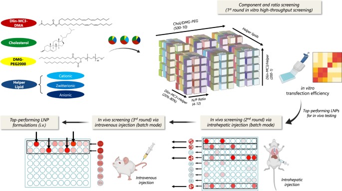 Schematic illustration of multi-step composition screening of lipid nanoparticles (LNPs) for liver-targeted pDNA delivery. (OA Literature)