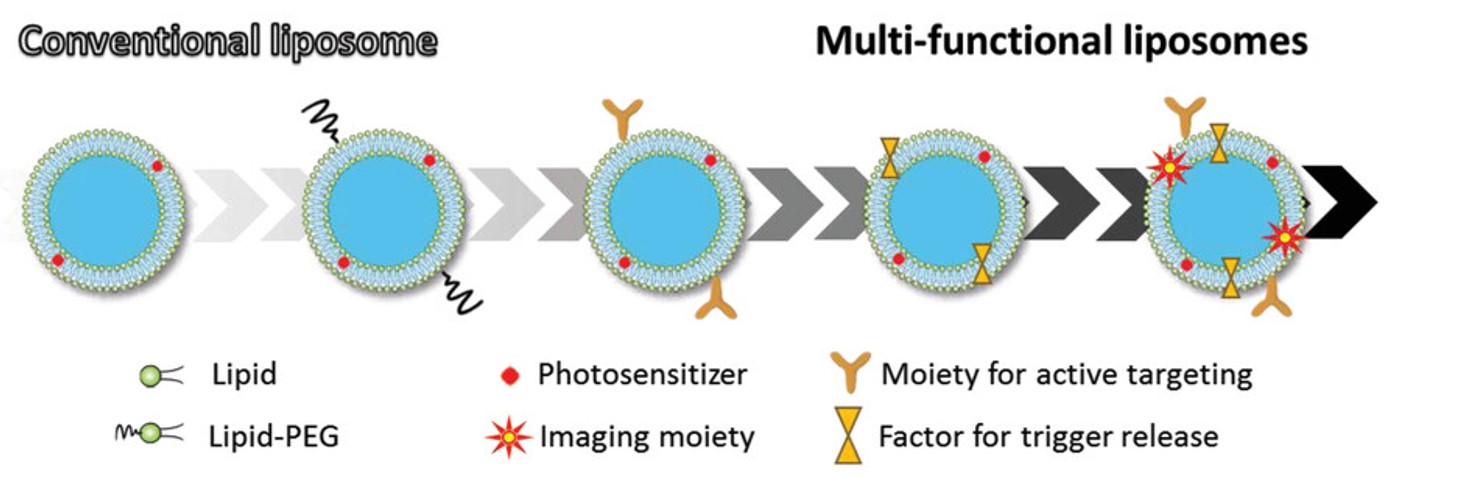 Multifunctional liposomes. (OA Literature)