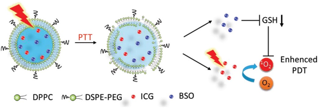 The mechanism of liposomes used to enhance PDT. (OA Literature)
