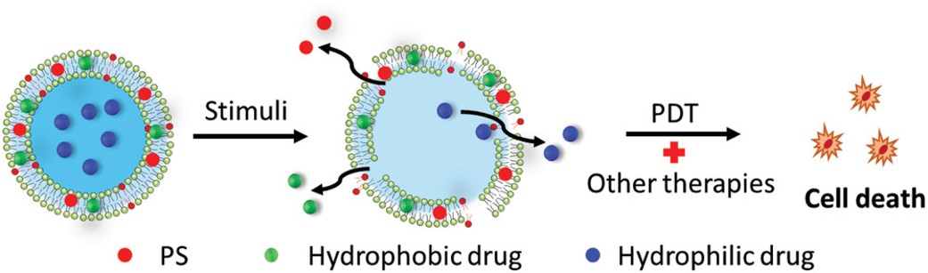 The release mechanism of liposomal PS systems. (OA Literature)