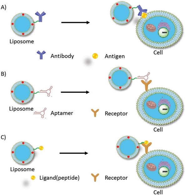 Active targeted liposomes. (OA Literature) 