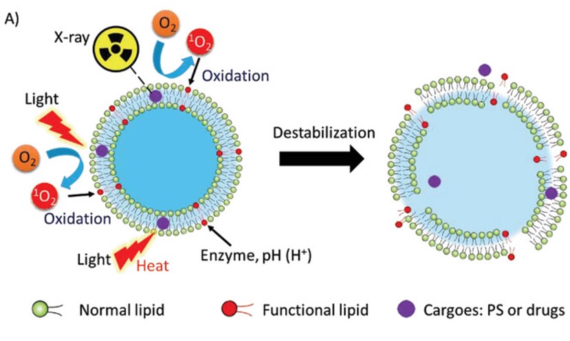 Liposome disintegration caused by various stimuli. (OA Literature)