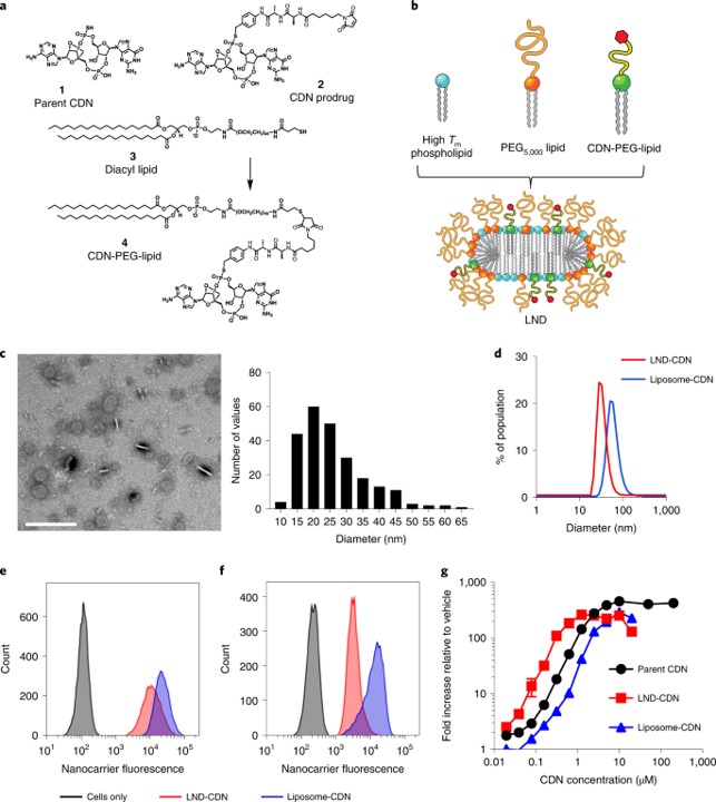 Design and characterization of nanoparticles for STING agonist delivery. (OA Literature)