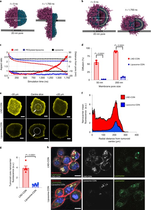 LND-CDN shows superior passive diffusion and tumour penetration compared with liposome-CDN in vitro. (OA Literature)