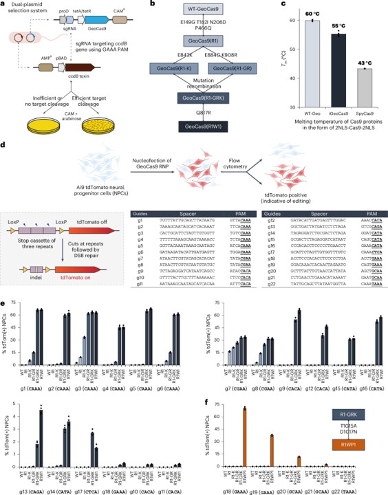 Directed evolution of GeoCas9 improves its editing efficiency by orders of magnitude and broadens its PAM compatibility. (OA Literature)