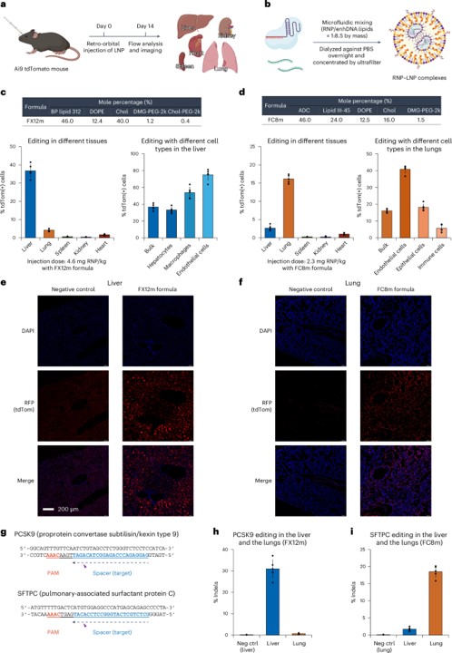 iGeoCas9 RNP–LNPs efficiently edit the liver and lungs of mice. (OA Literature)