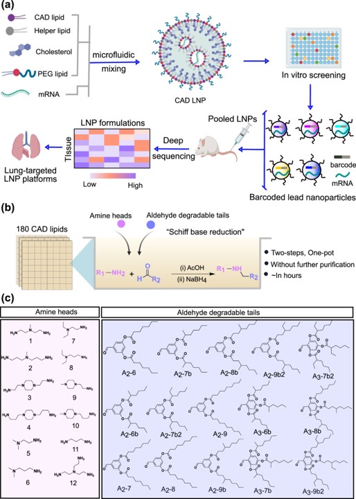High-throughput LNP screening facilitates the discovery of cationic degradable (CAD) lipid-like materials for mRNA delivery to the lungs. (OA Literature)