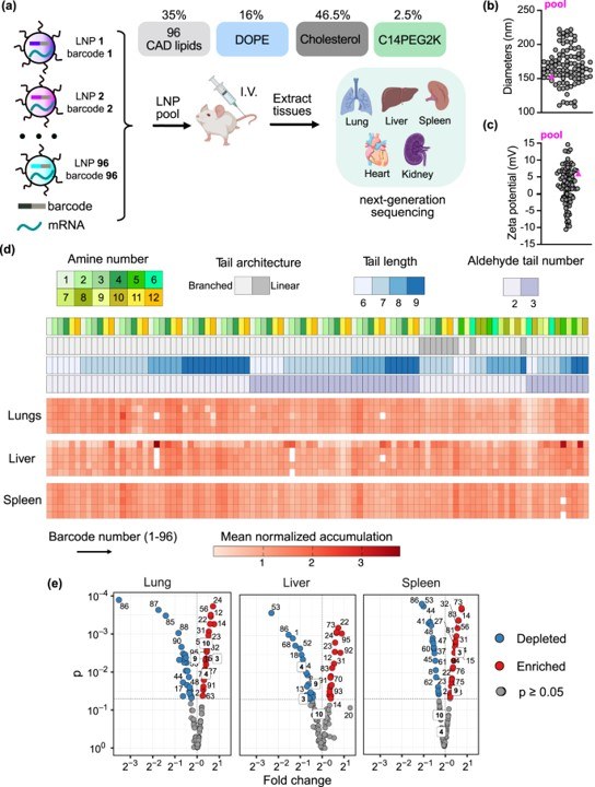 In vivo structure-activity relationship analysis of 96 chemically distinct CAD lipids and organ tropism. (OA Literature)