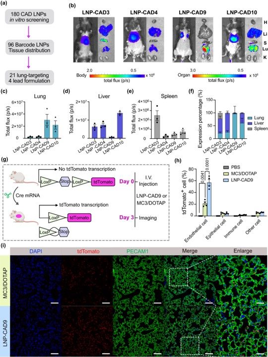 Validation of lead LNP formulations for mRNA delivery to the lungs of female mice. (OA Literature)