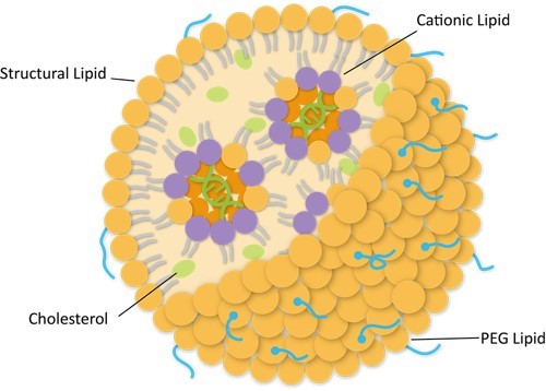 The composition and structure of LNP. (Creative Biolabs Original)