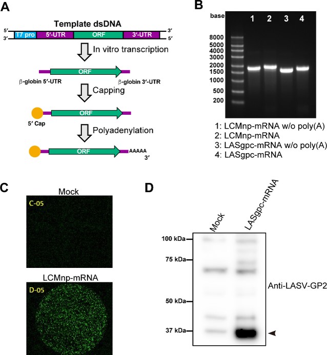 IVT mRNA synthesis. (OA Literature)