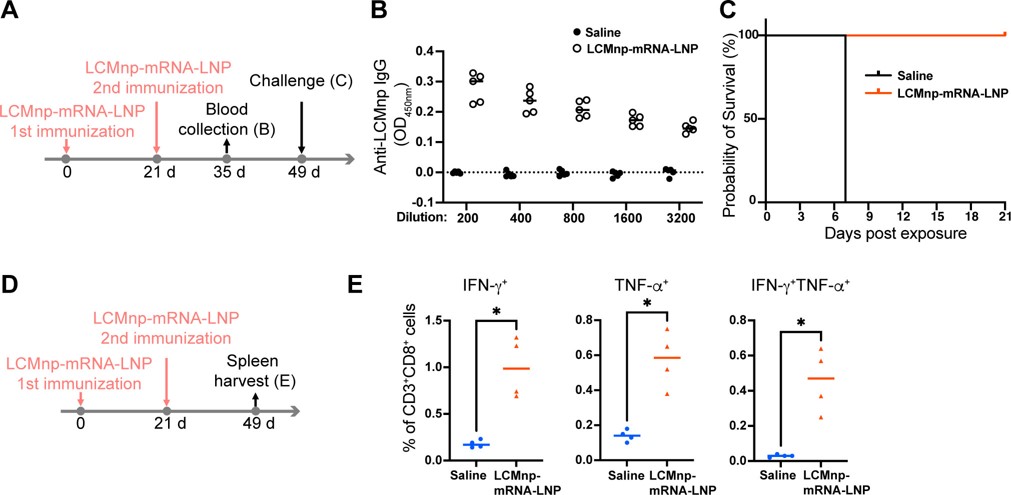 The protective effect of mRNA-LNP on the mouse model of FVB hemorrhagic disease. (OA Literature) 