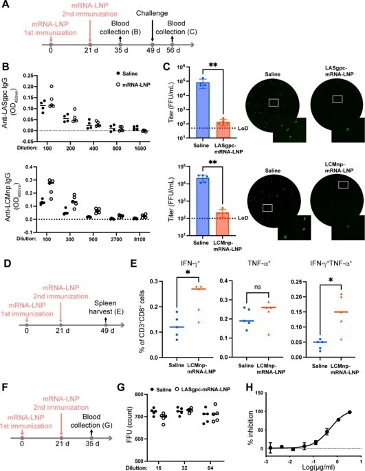 Intramuscular injection of mRNA-LNP can reduce the viral load in C57BL/6 mice. (OA Literature)