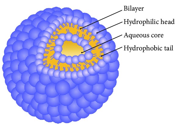 Schematic diagram of the structure of niosomes. (Ag Seleci, Didem, 2016) (OA Literature)