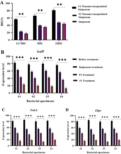 The inhibitory effect of Niosome on the growth of biofilms and its influence on the gene expression of biofilms. (Piri-Gharaghie, Tohid., 2022) (OA Literature)