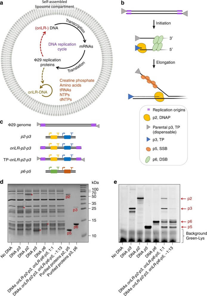 DNA self-replication strategy. (Van Nies, Pauline, 2018) (OA Literature)