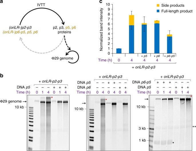 De novo synthesized proteins. (Van Nies, Pauline, 2018) (OA Literature)