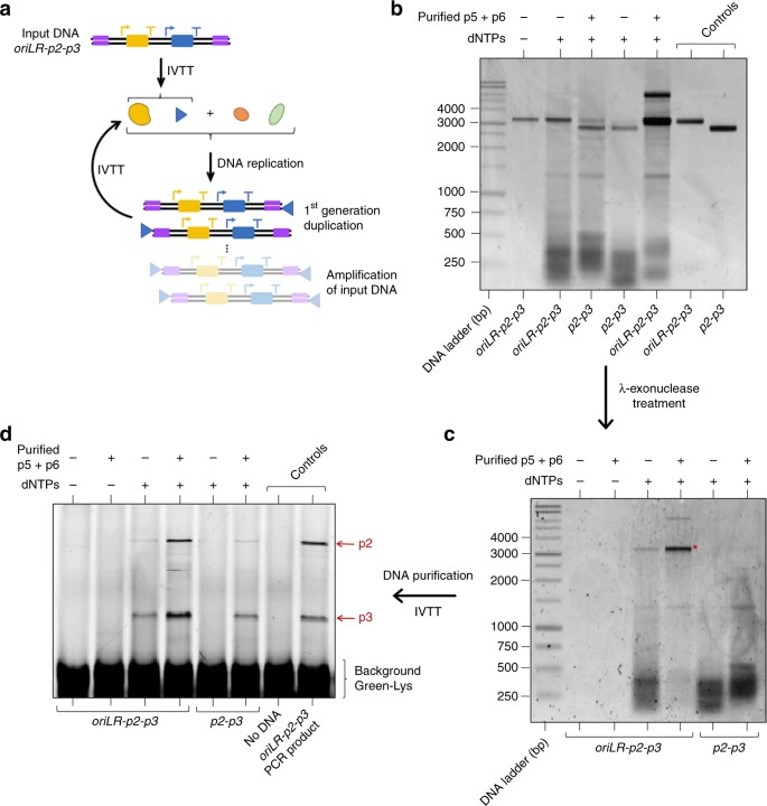 Replication of DNA. (Van Nies, Pauline, 2018) (OA Literature)