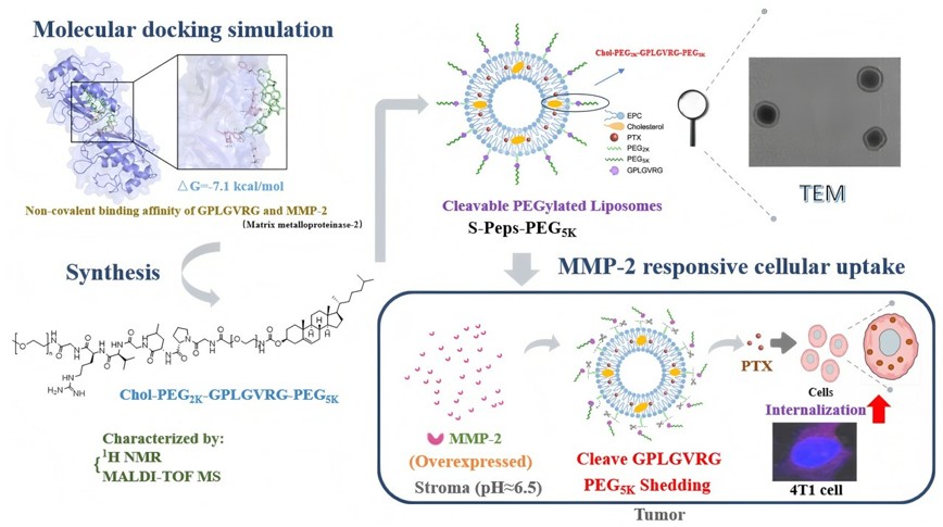 MMP-2-Responsive Peptide-Modified Cleavable PEGylated Liposomes for PTX Delivery. (OA Literature)