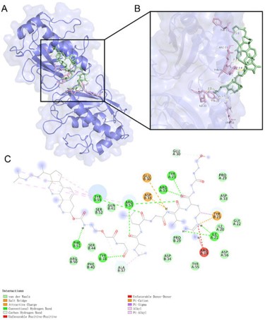 Molecular docking of MMP-2 with the ligand. (OA Literature) 