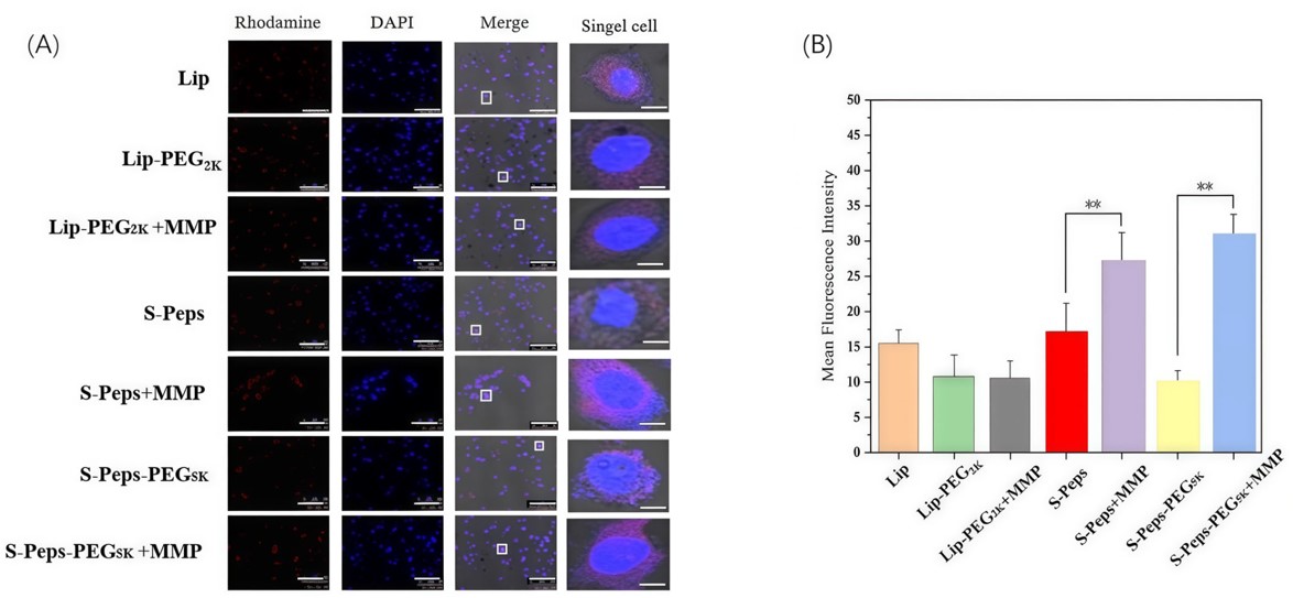 The distribution of liposomes in 4T1 cells. (OA Literature) 