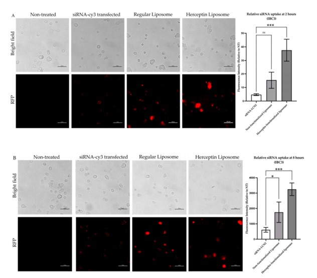 Evaluation of the internalization efficiency of siRNA-cy3 by antibody-conjugated liposomes. (OA Literature) 