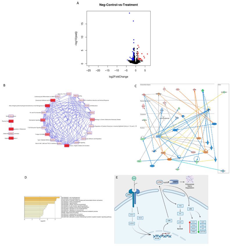 Transcriptomics and pathway analysis of LCN2 knockdown in HER2+ cells. (OA Literature) 