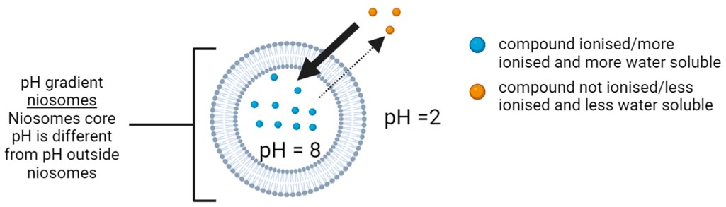 The encapsulation efficiency is improved by the pH gradient drug loading method. (OA Literature) 