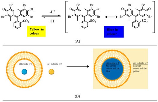 The influence of BCG ionization on its color. (OA Literature)