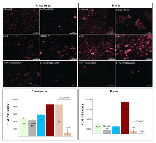 The effect of CDs-NHF on pmTOR expression in MDA-MB-231 and A549 cells. (OA Literature) 