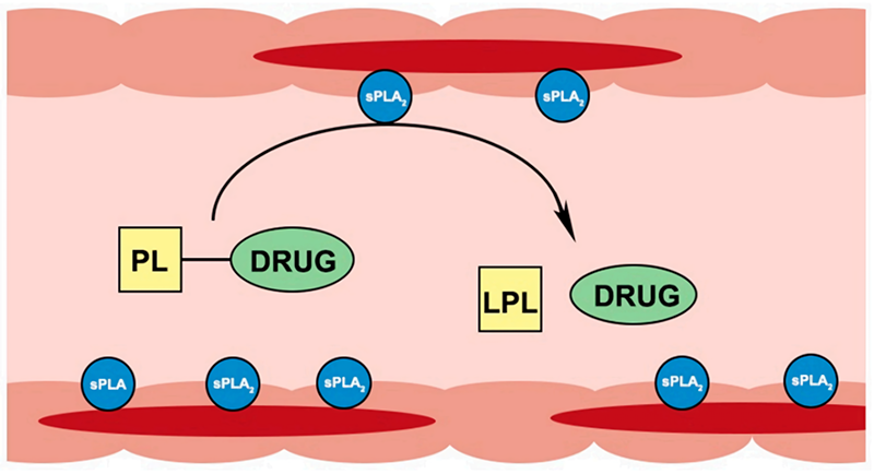 Fig.2 llustration of PL-drug conjugates activation in the sPLA2 overexpressing tissues. (Markovic, Milica, et al, 2018)