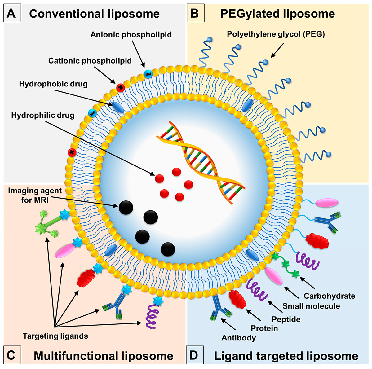 Fig.2 Classification of liposomes based on composition and application. (Le, Ngoc Thuy Trang, et al, 2019)