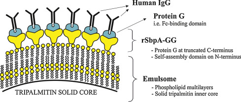 Fig.2 Schematic drawing illustrating the immobilization of HIgG on rSbpA-GG coated emulsomes. (Ucisik, Mehmet H., et al, 2015)