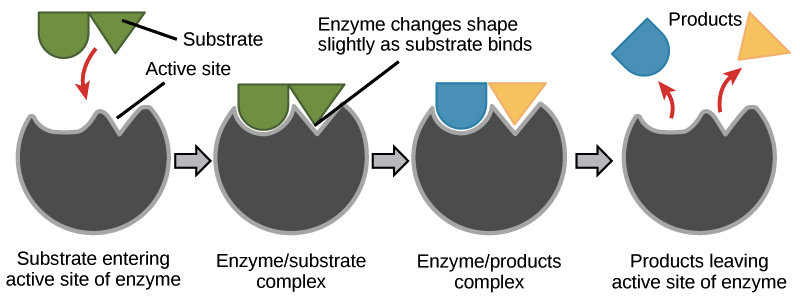 Fig.1 According to the induced-fit model, both enzyme and substrate undergo dynamic conformational changes upon binding. (By Original: OpenStax College Derivative: Khan Academy - KhanAcademy.org (Derived from: Figure 2, Open Stax College, Biology), <a href=