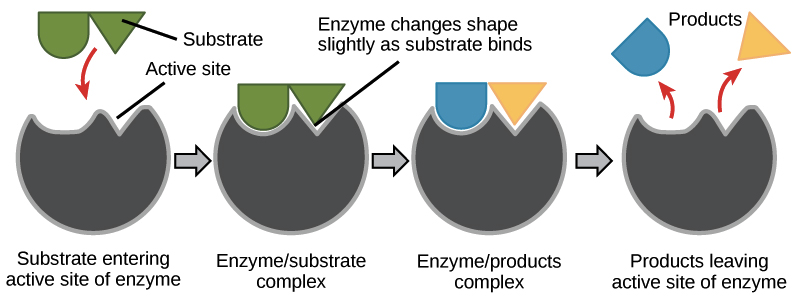 Fig.1 According to the induced-fit model, both enzyme and substrate undergo dynamic conformational changes upon binding. (By Original: OpenStax College Derivative: Khan Academy - KhanAcademy.org (Derived from: Figure 2, Open Stax College, Biology), CC BY 4.0, https://zh.wikipedia.org/wiki/File:Enzyme-substrate_complex.png)