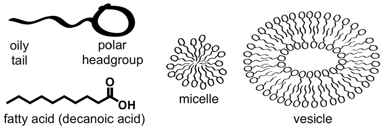 Fig.1 Fatty acids self-assemble into micelles and into vesicles that resemble cell membrane. (Black, Roy A., and Matthew C. Blosser, 2016)