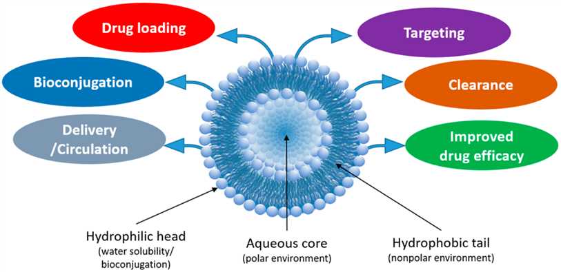 Fig.1 Structural features of liposomes and their advantageous features for improved drug delivery and therapeutic efficacy. (Almeida, Bethany, et al, 2020)