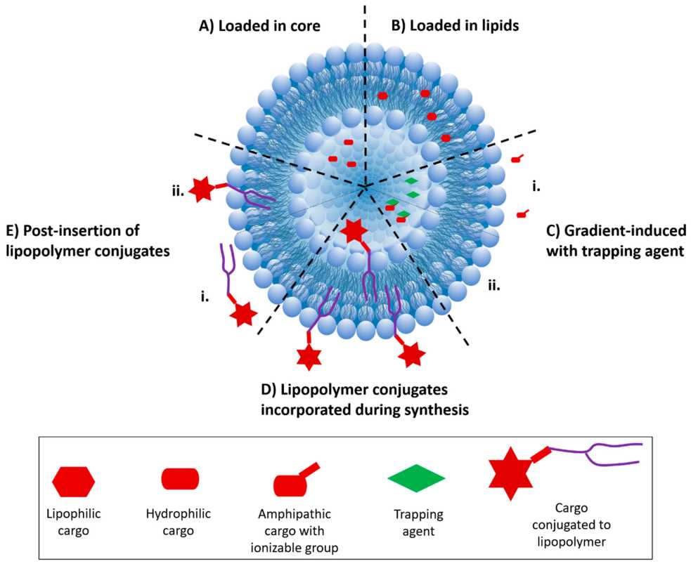 Fig.2 Various modes of liposomal drug incorporation. (Almeida, Bethany, et al, 2020)