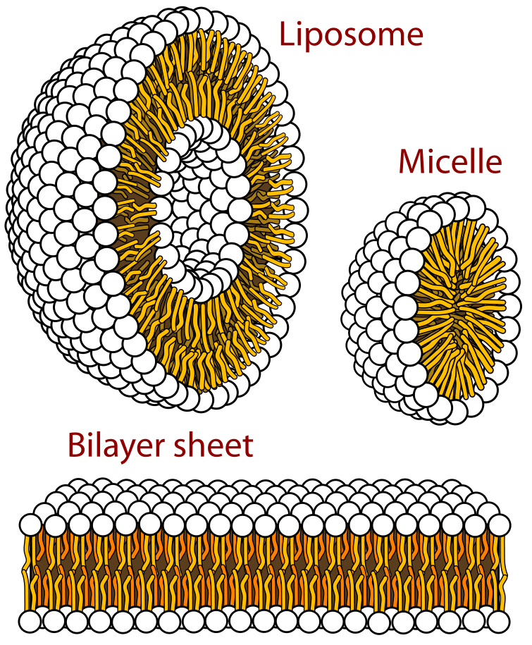 Fig.1 Difference in the structure of liposome, micelle and bilayer sheet. (By Mariana Ruiz Villarreal, LadyofHats - Own work, CC Public Domain, https://en.wikipedia.org/wiki/File:Phospholipids_aqueous_solution_structures.svg)