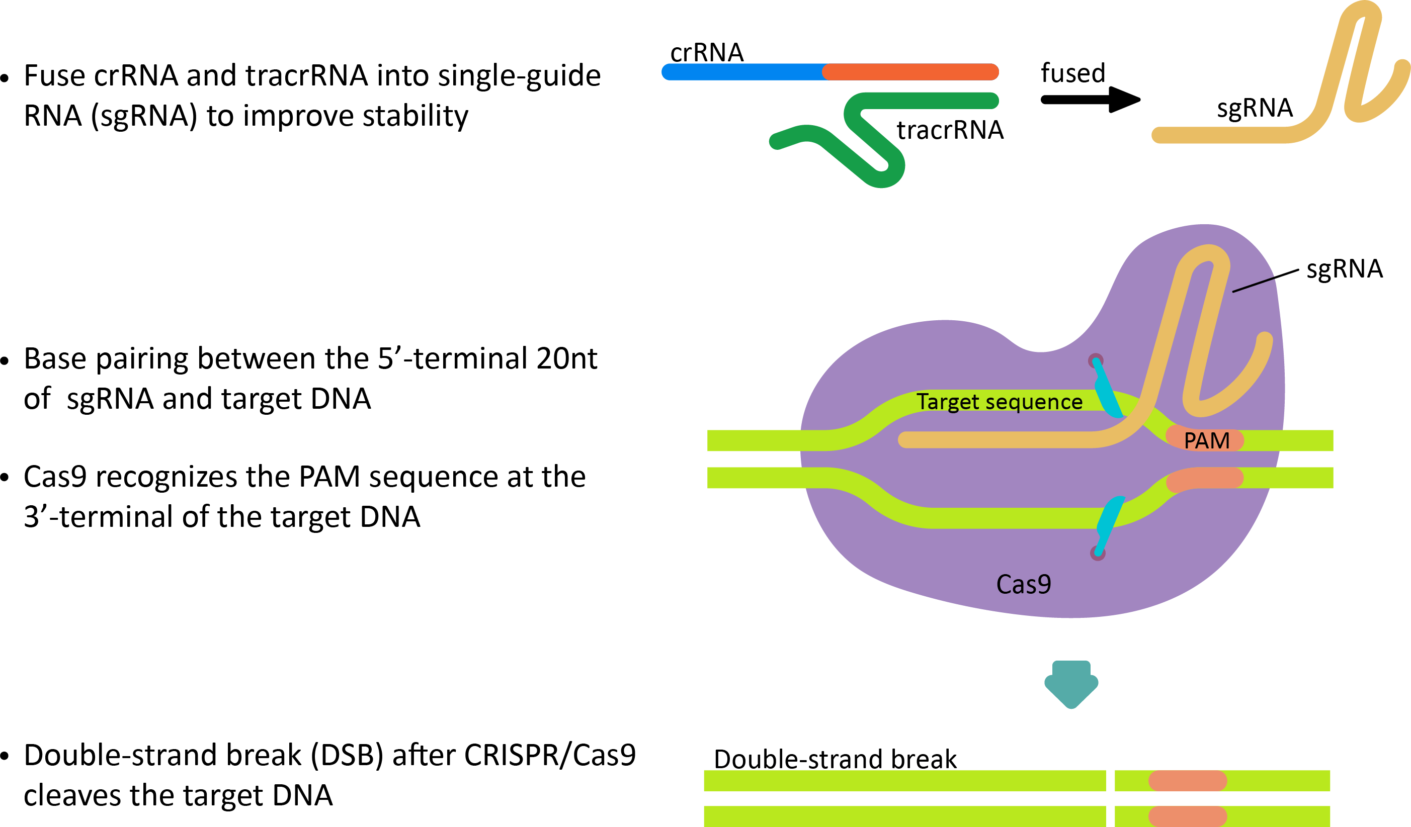 Gene Editing of CRISPR/Cas9 system.