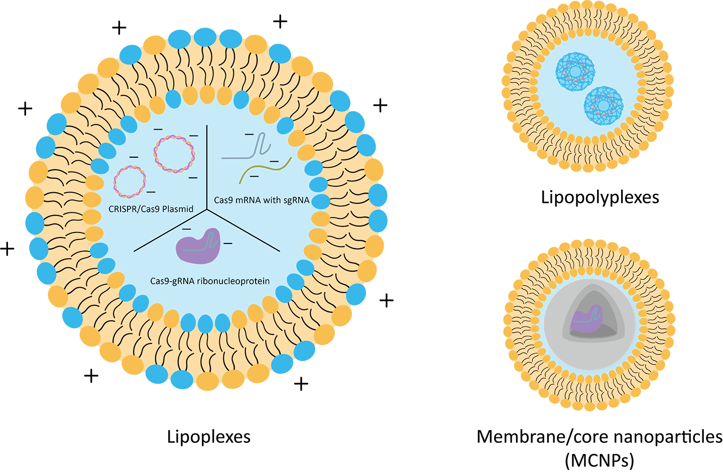 Different liposomal structures for CRISPR/Cas9 delivery.