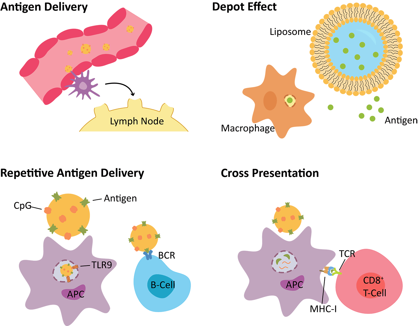 Fig. 1 Mechanisms of immune response modulation by liposomes. (Creative Biolabs Original)