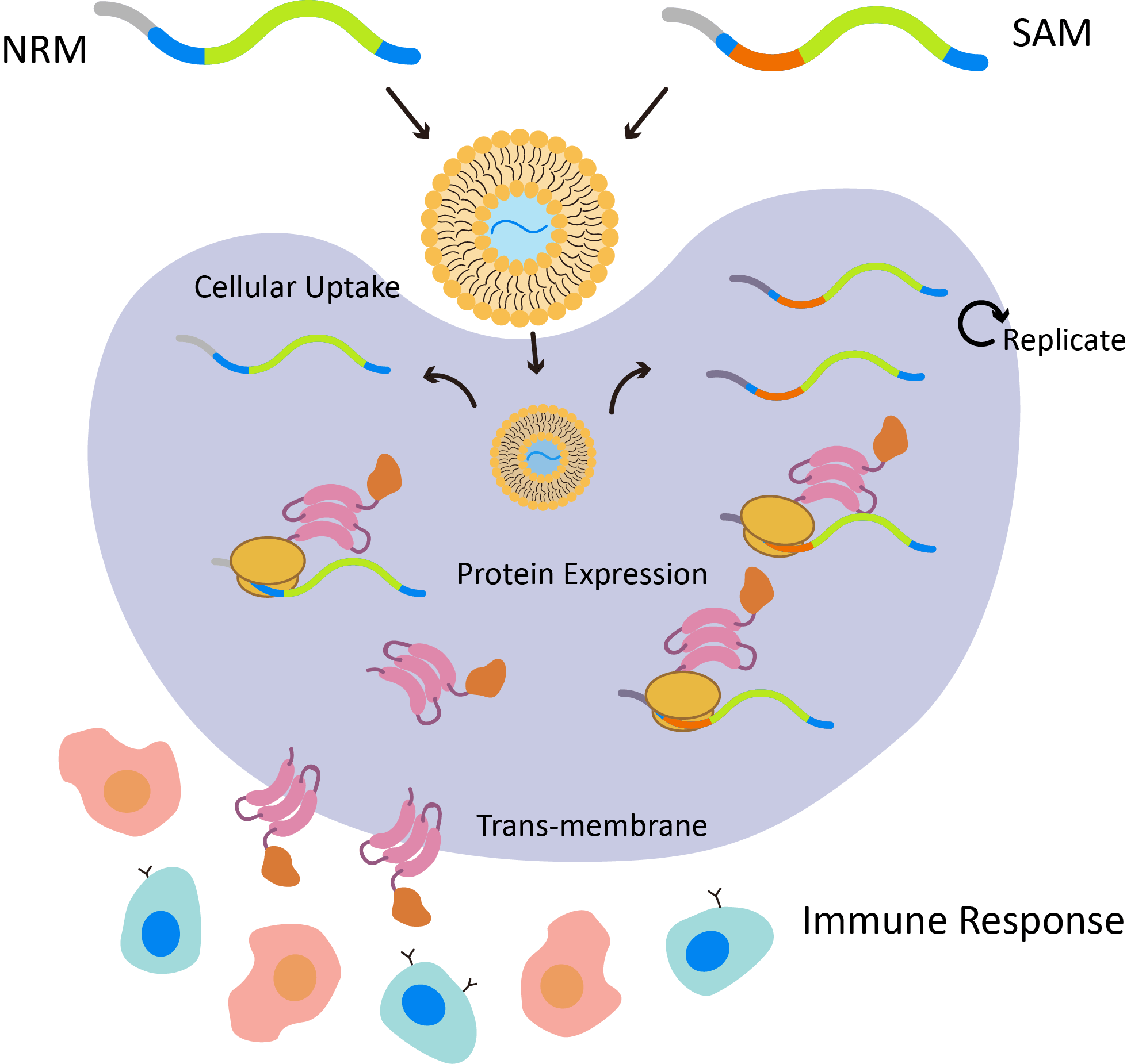 Fig. 2 Liposomal mRNA vaccine mechanisms. (Creative Biolabs Original)