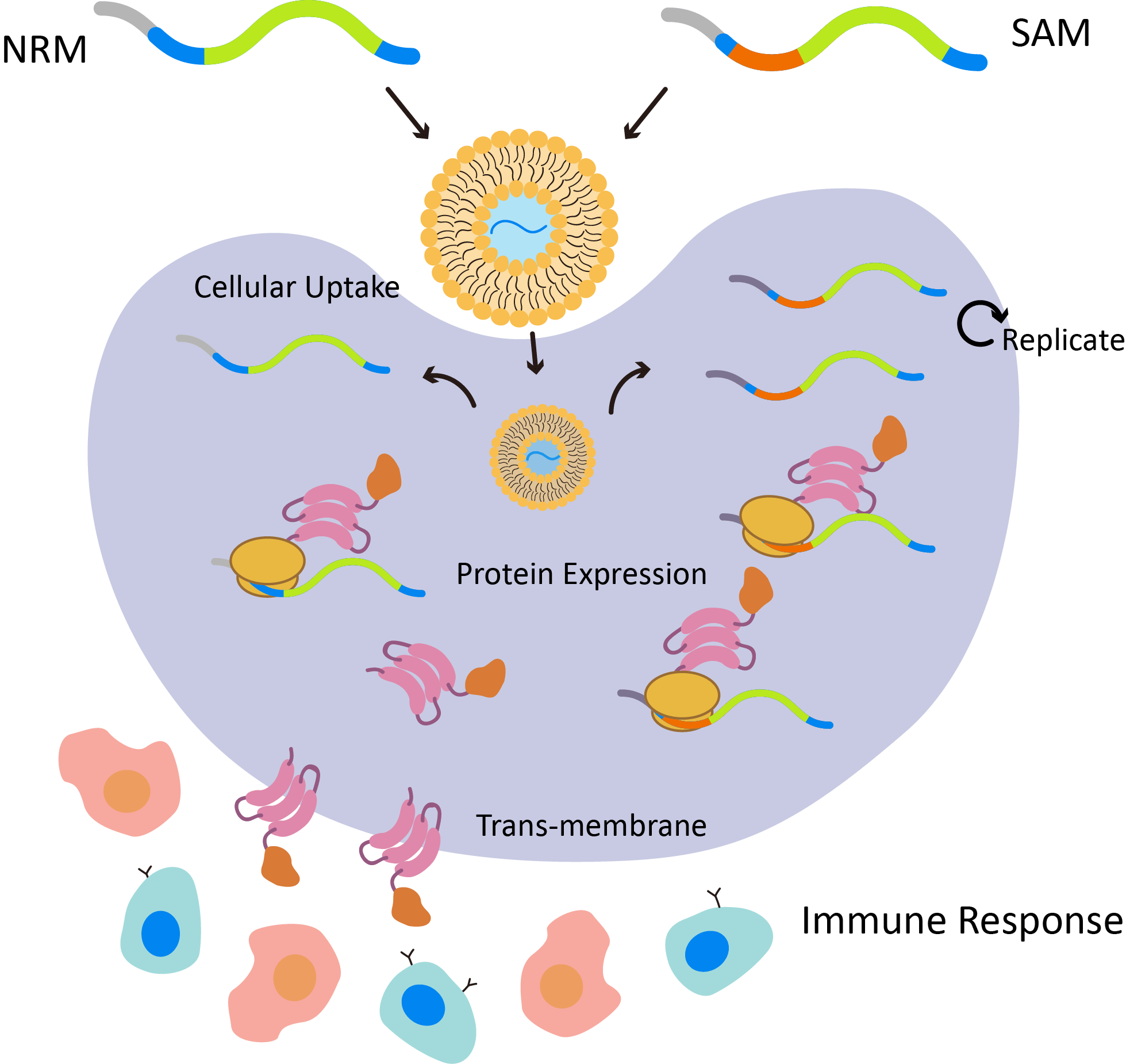 Mechanisms of liposomal mRNA vaccine.