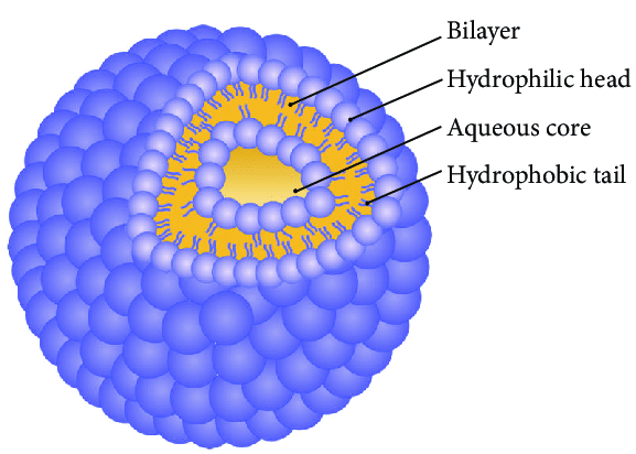 Fig.1 Structure of niosomes. (Ag Seleci, Didem, et al, 2016)