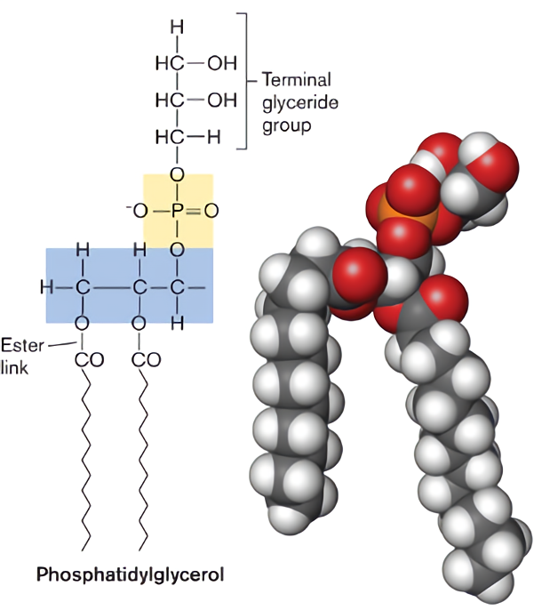 Fig.2 Structural model of phosphatidylglycerol. (Creative Biolabs Original)
